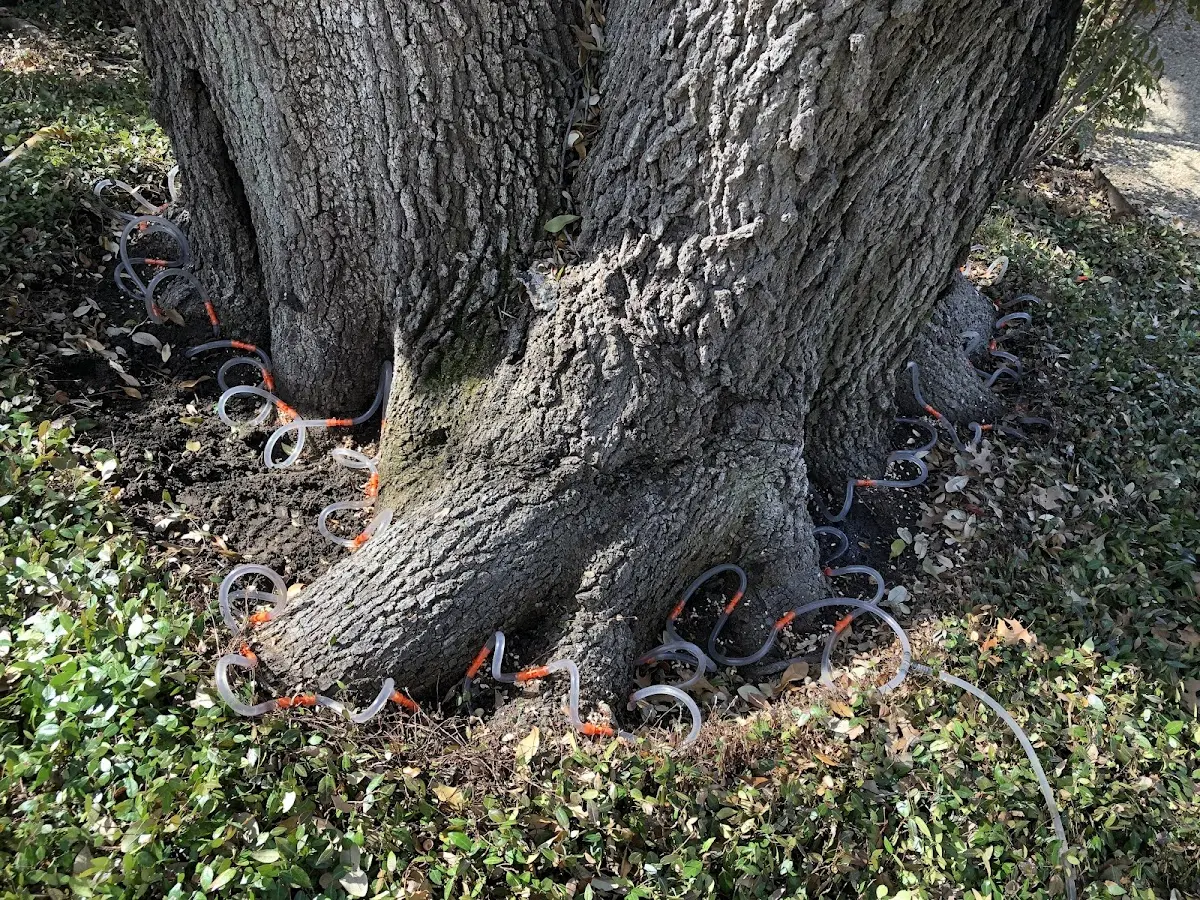 Detailed Tree Cabling and Bracing job site in Albert