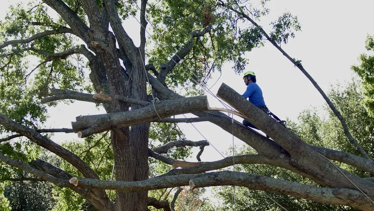 Professional Crown Thinning performed by certified arborists in Albert