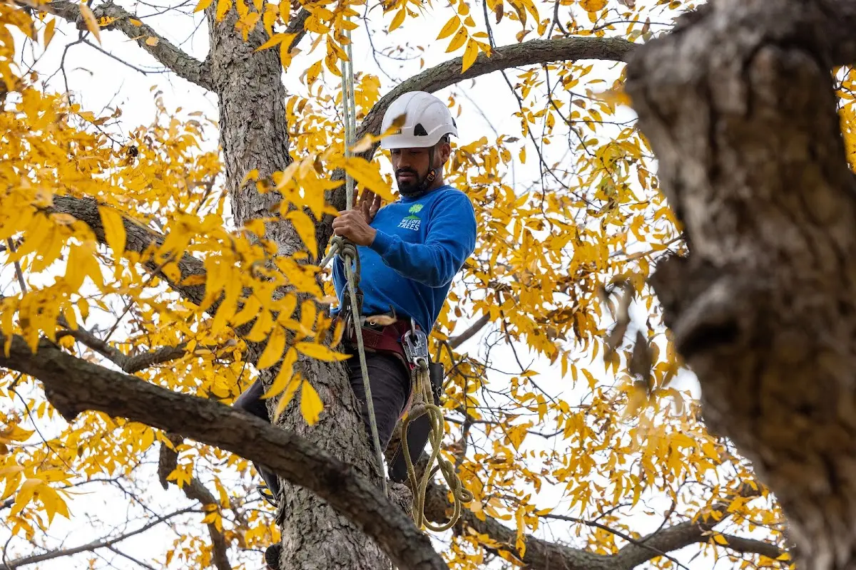 Skilled Tree Trimming crew working in Albert